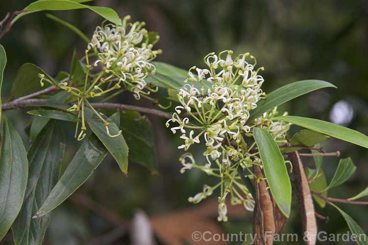 Scrub. Beefwood (<i>Stenocarpus salignus</i>), a spring- to summer-flowering, 20-30m tall, evergreen tree native to eastern Australia. stenocarpus-2527htm'>Stenocarpus.