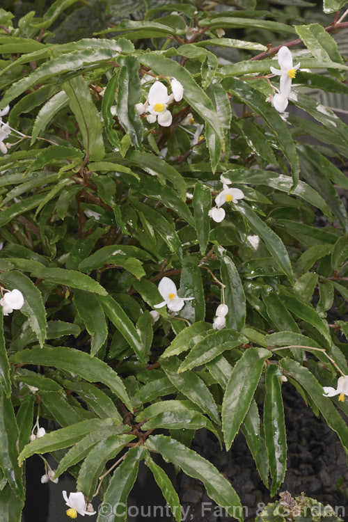Begonia echinosepala var. elongatifolia, a long-leafed form of an evergreen, fibrous-rooted, summer-flowering Brazilian perennial that can grow to as much as 70cm high and wide. Order: Cucurbitales, Family: Begoniaceae