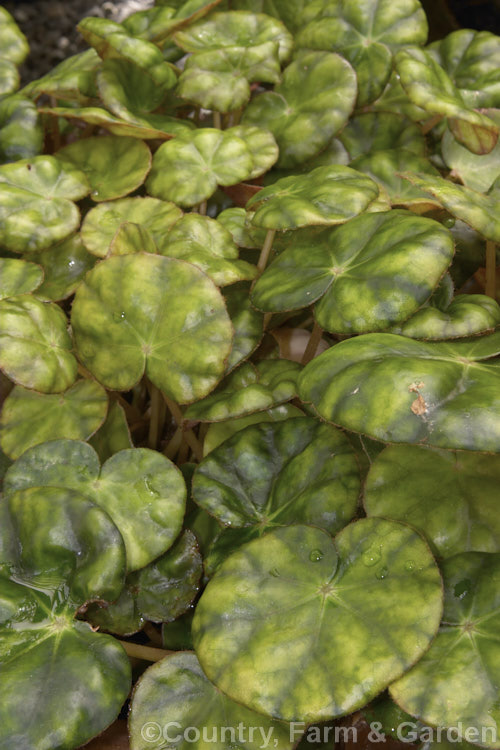 Pennywort. Begonia (<i>Begonia hydrocotylifolia</i>), an evergreen rhizomatous perennial native to Mexico. It has flower stems to 45cm tall and produces its small pink flowers most abundantly in spring and early summer. Order: Cucurbitales, Family: Begoniaceae