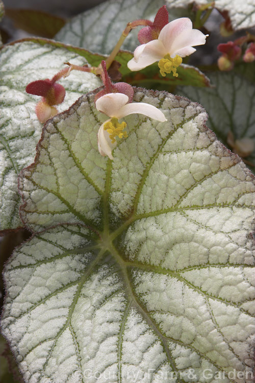 Begonia rex-cultorum 'Kathleyana', a hybrid with predominantly silver-grey foliage, developed from Begonia rex and relatedAsian species. Its flowers are small and rather insignificant compared to the striking foliage. Order: Cucurbitales, Family: Begoniaceae