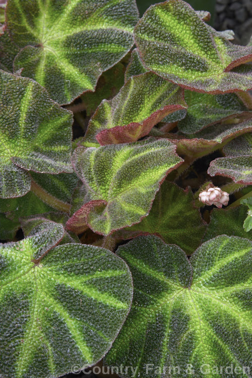 Begonia soli-mutata, a fairly recently classified Brazilian species with very distinctive foliage. Its origins are unclear as is its current status in the wild, though it is now becoming quite popular in cultivation. The small pale pink-tinted white flowers are not a conspicuous feature. Order: Cucurbitales, Family: Begoniaceae