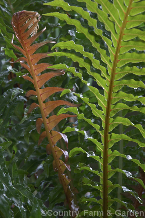 Miniature Tree Fern (<i>Blechnum gibbum</i>), a fern native to Fiji. It can grow to around 90cm tall, with a black, trunk-like caudex, but often remains at ground level. The sterile fronds are up to 90cm long