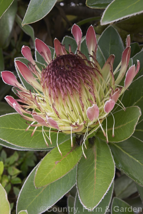 Protea Eximia Photo At Pictures Of Plants Stock Image Library