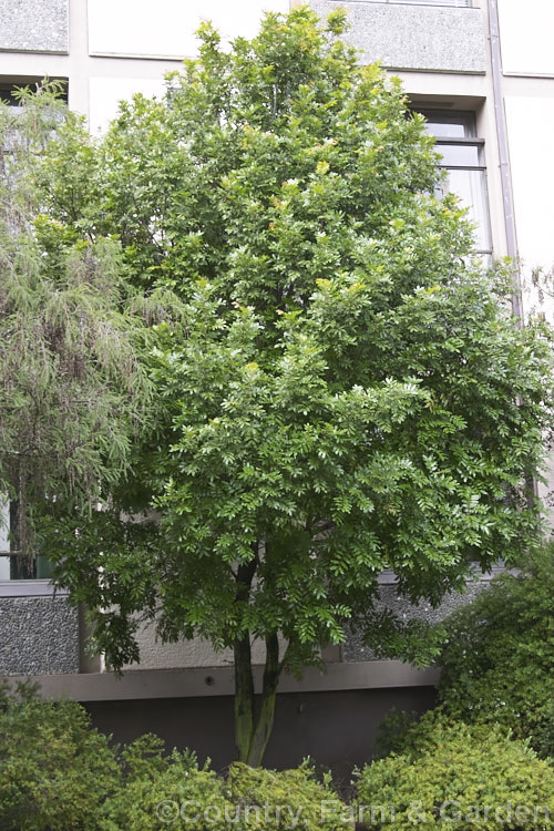 Titoki or New Zealand Oak (<i>Alectryon excelsus</i>), an evergreen tree native to the milder areas of New Zealand, from Banks. Peninsula northwards. It grows to around 10m tall and is notable from the brown indumentum that covers many of its parts and for the bright arils that enclose the seeds. alectryon-2250htm'>Alectryon. <a href='sapindaceae-plant-family-photoshtml'>Sapindaceae</a>.