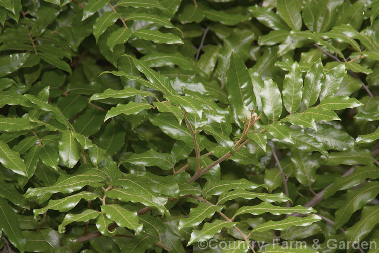 Titoki or New Zealand Oak (<i>Alectryon excelsus</i>), an evergreen tree native to the milder areas of New Zealand, from Banks. Peninsula northwards. It grows to around 10m tall and is notable from the brown indumentum that covers many of its parts and for the bright arils that enclose the seeds. alectryon-2250htm'>Alectryon. <a href='sapindaceae-plant-family-photoshtml'>Sapindaceae</a>.