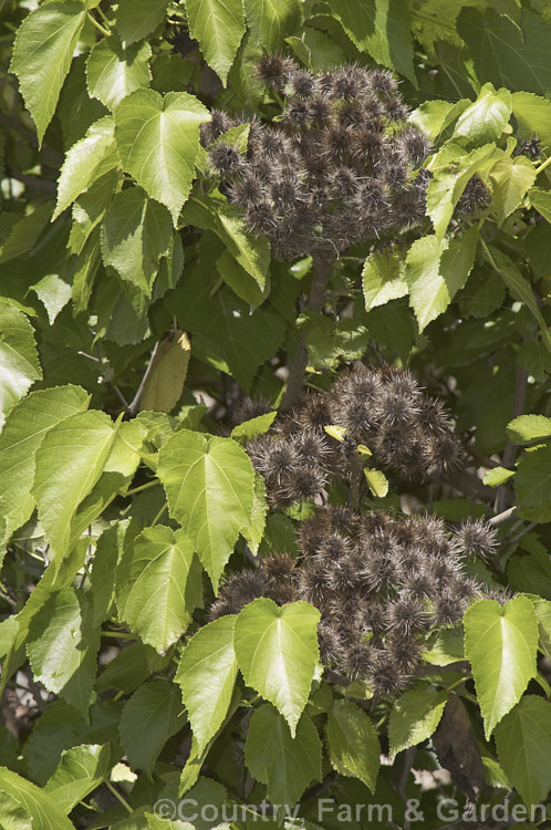 Whau or New Zealand Mulberry (<i>Entelea arborescens</i>), an evergreen shrub or small tree to around 6m tall It occurs naturally in coastal areas from the extreme north of the South Island northwards. Heads of small white flowers appear in spring and early summer followed by the bristly seedheads shown here. entelea-2952htm'>Entelea.