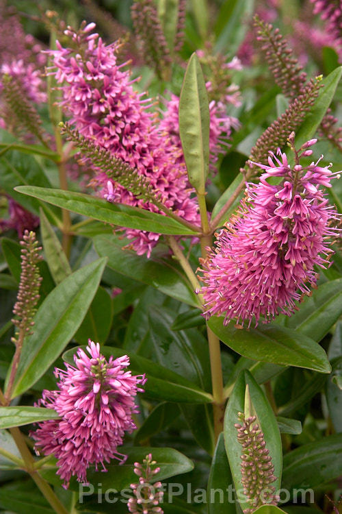 Veronica speciosa (syn. Hebe speciosa</i>) 'Simon Deleaux', a cultivar of a New Zealand evergreen shrub found in coastal parts of the North Island and the far north of the South Island Order: Lamiales, Family: Plantaginaceae