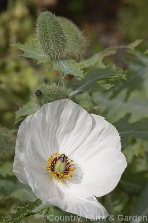 Prickly Poppy (<i>Argemone hispida</i>), a summer-flowering perennial native to the Rocky. Mountains. It grows to around 60cm tall and is distinguished from many of the other species in the genus by being faintly hairy as well as carrying a dense covering of fine prickles. Order: Ranunculales, Family: Papaveraceae