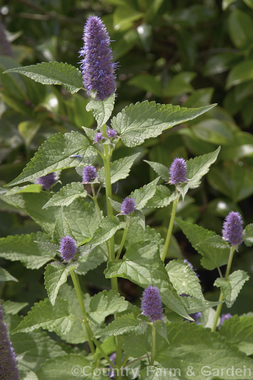 Anise Hyssop (<i>Agastache foeniculum</i> [syn. <i>Agastache anethiodora</i>]), an anise-scented North American perennial herb occasionally used in herbal teas and salads. Order: Lamiales, Family: Lamiaceae