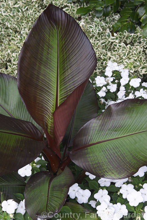 Ethiopian. Red Banana (<i>Ensete ventricosum [syn. Musa ensete]). This species, which can grow to 12m tall, has inedible fruit but is often cultivated as a foliage ornamental as in this case where it is being grown with bedding impatiens. ensete-2951htm'>Ensete. <a href='musaceae-plant-family-photoshtml'>Musaceae</a>.