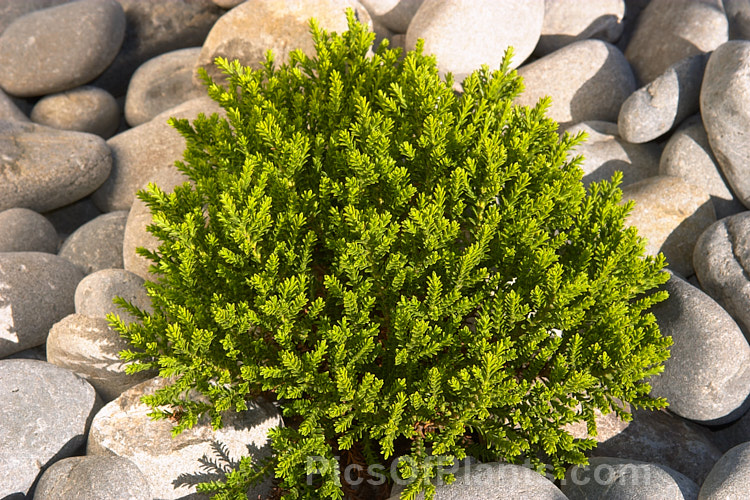 Veronica (syn. Hebe</i>) 'Emerald Gem', a very compact cultivar of uncertain parentage, this evergreen shrub grows to around 25cm high x 40cm wide. Its foliage is almost whipcord in style, though the individual leaves are still quite easily distinguished. It has short spikes of white flow but is mainly cultivated for its dense foliage and form. Order: Lamiales, Family: Plantaginaceae