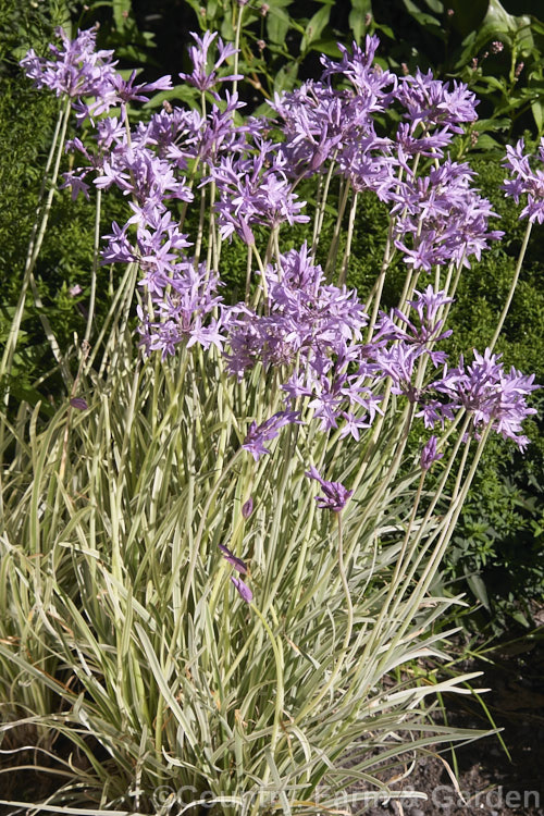 Tulbaghia violacea 'Silver Lace', a variegated cultivar of Wild Garlic or Society. Garlic, a late summer-flowering South African bulb with flower stems to 60cm high that emit a garlic odour when cut or crushed. tulbaghia-3377htm'>Tulbaghia.
