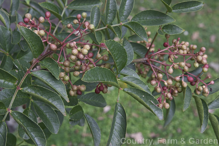 Zanthoxylum simulans, a species of Prickly Ash native to China and Taiwan, with ripening fruit. This widespread tropical and subtropical genus of evergreen and deciduous shrubs and trees is cultivated in gardens and also grown for its spicy, edible seeds, oils and various medicinal extracts. Order: Sapindales, Family: Rutaceae