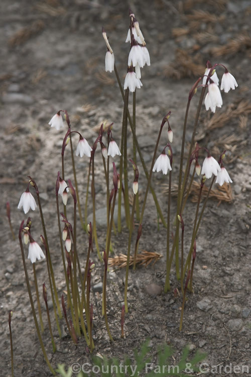 Autumn Snowdrop (<i>Acis autumnalis</i> [syn. <i>Leucojum autumnale</i>]), an autumn-flowering bulbous perennial from western Europe, including the Mediterranean islands. It prefers fairly dry conditions and is usually cultivated in rockeries. Order: Asparagales, Family: Amaryllidaceae