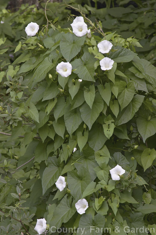 Greater Bindweed (<i>Calystegia silvatica</i>), a vigorous, twining, summer-flowering herbaceous climber. Native to southern Europe and North Africa, it has become a weed in many temperate and subtropical regions. In some areas it is commonly known as convolvulus, and while in the family, it is not in that genus