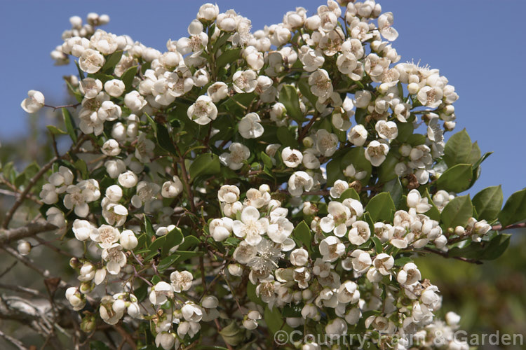 Luma (<i>Amomyrtus luma [syns. Myrtus luma, Luma apiculata]), an evergreen shrub or tree up to 20m tall. The scented flowers are followed by small, edible black berries. Native to Chile and Argentina. Order: Myrtales, Family: Myrtaceae