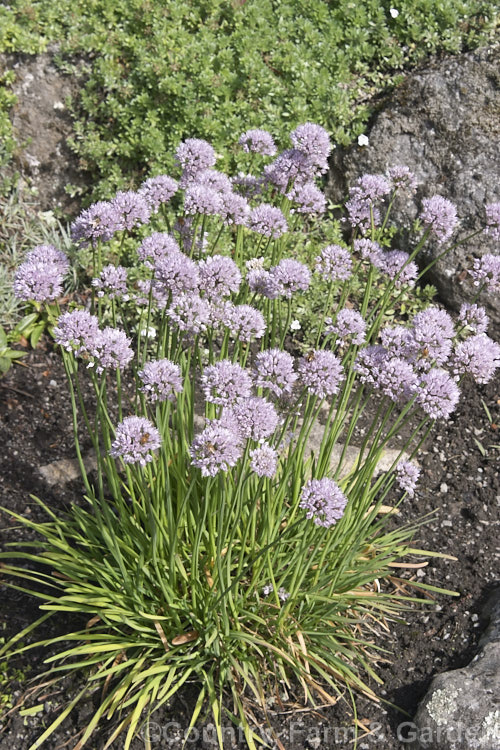 Allium unifolium, an ornamental onion from the coastal ranges of the western United States with only one leaf per bulblet. It flowers from late spring to early autumn and can eventually form a fairly large clump. allium-2045htm'>Allium.