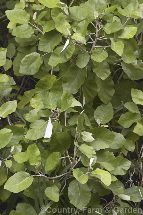 Rangiora (<i>Brachyglottis repanda</i>), a large-leaved 25 x 6m tall evergreen shrub or small tree native to New Zealand Its heads of small cream daisy flowers appear in spring. brachyglottis-2162htm'>Brachyglottis.