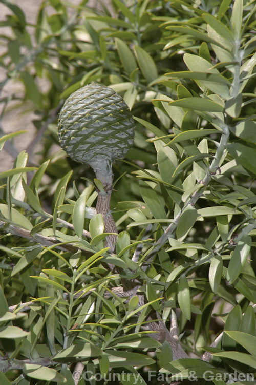 A near-mature cone of the Kauri (<i>Agathis australis</i>), the largest New Zealand native tree, which has an extremely strong, durable wood that is excellent for high grade furniture and construction. Order: Araucariales, Family: Araucariaceae