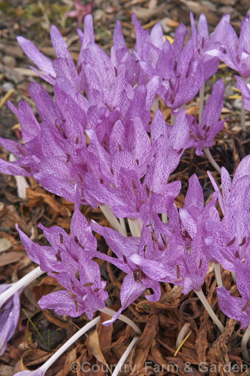 <i>Colchicum agrippinum</i>, found from Greece to southwestern Turkey, this early autumn-flowering bulb blooms heavily and forms dense clumps. It is possibly a natural <i>Colchicum variegatum</i> x <i>Colchicum autumnale</i> hybrid. Order: Liliales, Family: Colchicaceae