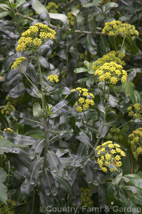 Bupleurum fruticosum, a 1m tall, sprawling, evergreen subshrub native to southern Europe. The dark blue-green foliage has a waxy sheen and the plant's umbelliferous origins are only apparent when it flowers. bupleurum-2614htm'>Bupleurum.