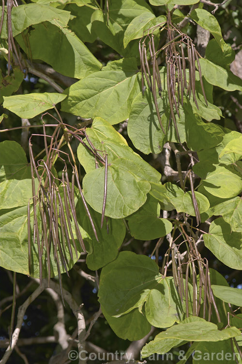 Indian. Bean or Eastern Catalpa (<i>Catalpa bignonioides</i>), a summer-flowering 15m tall deciduous tree native to the eastern United States. The flowers are followed in late summer by clusters of long, bean-like pods. catalpa-2420htm'>Catalpa. <a href='bignoniaceae-plant-family-photoshtml'>Bignoniaceae</a>.