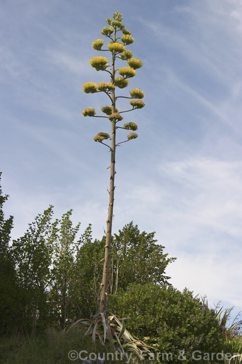 <i>Agave americana</i> 'Marginata', a variegated foliage form of a large monocarpic succulent native to eastern Mexico. The plant here is in full flower and the foliage rosette has large died away. Order: Asparagales, Family: Asparagaceae