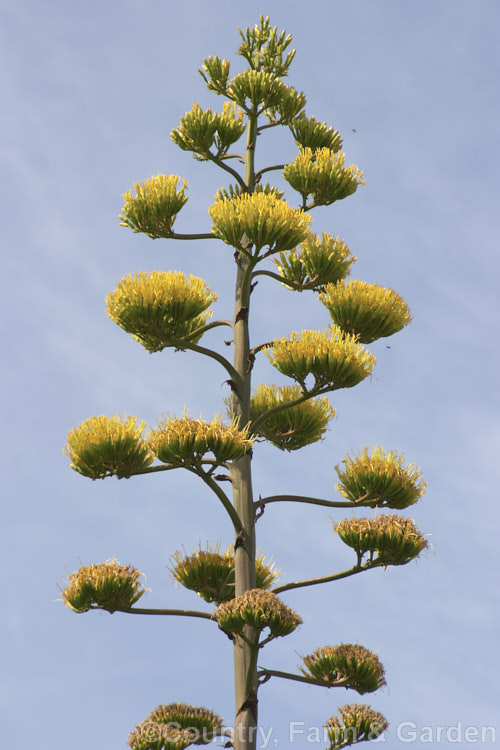 The flower head of <i>Agave americana</i> 'Marginata', a variegated foliage form of a large monocarpic succulent native to eastern Mexico. The plant here is in full flower after the foliage rosette has large died away. Order: Asparagales, Family: Asparagaceae