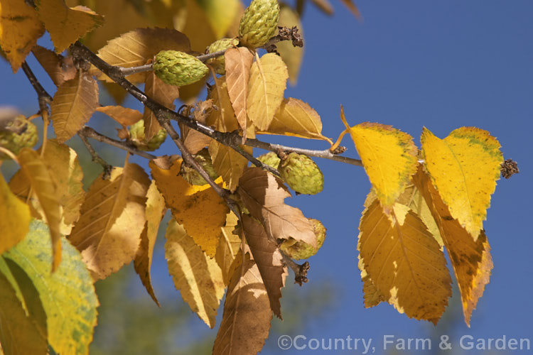 Autumn foliage and catkins of the Yellow Birch (<i>Betula alleghaniensis [syn. Betula lutea]), a 20-30m tall deciduous tree native to eastern North America. It is notable for its peeling yellow-brown bark and relatively large catkins. betula-2077htm'>Betula. <a href='betulaceae-plant-family-photoshtml'>Betulaceae</a>.