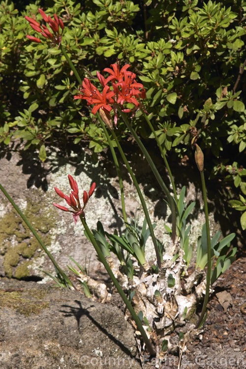 Nerine fothergillii (syns. Nerine sarniensis 'Fothergillii. Major', Nerine fothergillii var. major</i>), an autumn flowering bulb native to South Africa and probably the most intensely coloured of the common nerines. nerine-2460htm'>Nerine.