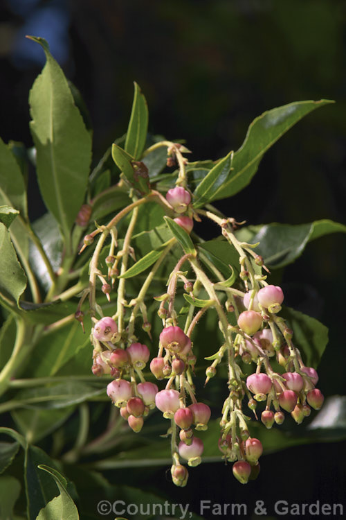 Flowers of the Canary Island Strawberry Tree (<i>Arbutus canariensis</i>), a shrub or small tree native to the Canaries. It flowers in autumn and spring and has warty, bright orange fruit. Note that many of the flowers show small holes caused by bumble bees looking for nectar. Order: Ericales, Family: Ericaceae