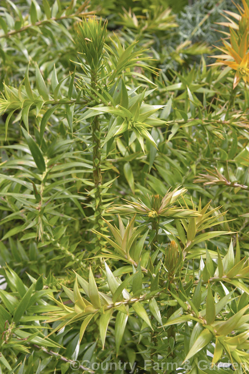 Foliage of the Bunya Bunya (<i>Araucaria bidwillii</i>), a 45m tall evergreen conifer native to Queensland, Australia. It is a near relative of the Monkey Puzzle tree and Norfolk Island Pine. Order: Pinales, Family: Araucariaceae