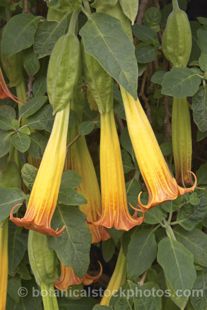 Red Angels'. Trumpet (<i>Brugmansia sanguinea</i>), an evergreen large shrub or small tree found from northern Colombia to northernChile. It is relatively hardy with flowers up to 25cm long. brugmansia-2283htm'>Brugmansia.. brugmansia-2283htm'>Brugmansia.