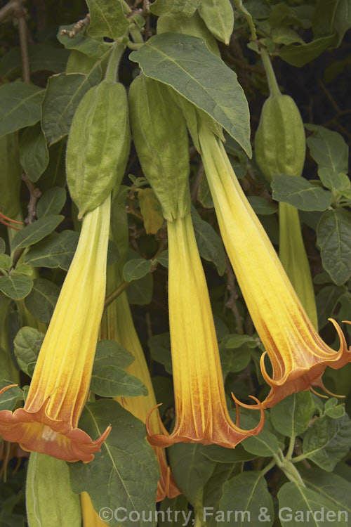 Red Angels'. Trumpet (<i>Brugmansia sanguinea</i>), an evergreen large shrub or small tree found from northern Colombia to northernChile. It is relatively hardy with flowers up to 25cm long. brugmansia-2283htm'>Brugmansia.. brugmansia-2283htm'>Brugmansia.