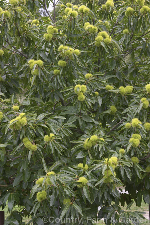 Edible or Sweet Chestnut (<i>Castanea sativa</i>) with developing fruit burrs, each of which contains 1-5 nuts. This 40m tall deciduous tree is native to southern Europe, North Africa and western Asia. castanea-2419htm'>Castanea. Order: Fagales, Family: Fagaceae