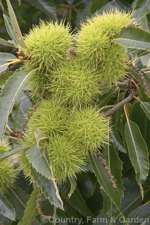 Edible or Sweet Chestnut (<i>Castanea sativa</i>) with developing fruit burrs, each of which contains 1-5 nuts. This 40m tall deciduous tree is native to southern Europe, North Africa and western Asia. castanea-2419htm'>Castanea. Order: Fagales, Family: Fagaceae