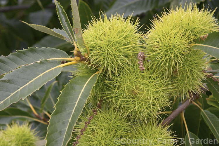 Edible or Sweet Chestnut (<i>Castanea sativa</i>) with developing fruit burrs, each of which contains 1-5 nuts. This 40m tall deciduous tree is native to southern Europe, North Africa and western Asia. castanea-2419htm'>Castanea. Order: Fagales, Family: Fagaceae