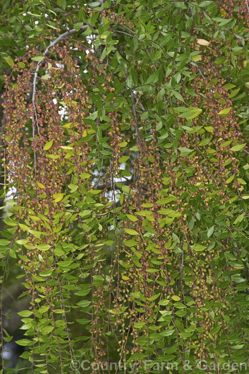 The developing fruit of the Mayten (<i>Maytenus boaria</i>), an evergreen tree native to Chile. It often has a somewhat weeping habit and sometimes resembles a weeping willow (<i>Salix babylonica</i>). maytenus-3130htm'>Maytenus. <a href='celastraceae-plant-family-photoshtml'>Celastraceae</a>.