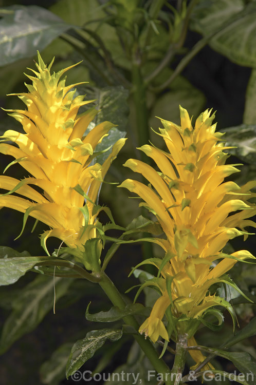 Yellow Pagoda (<i>Aphelandra chamissoniana</i>), an evergreen shrub native to Brazil. The leaves have silvery veins and both the flowers and the bracts around them are bright yellow. aphelandra-2346htm'>Aphelandra.