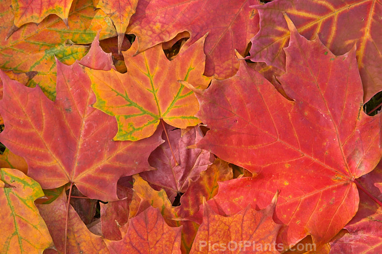 Fallen autumn leaves of the Sugar Maple (<i>Acer saccharum</i>), a species widespread in North America. The sap is tapped for maple syrup and the strong, often beautifully grained, timber has many uses. Order Sapindales, Family: Sapindaceae