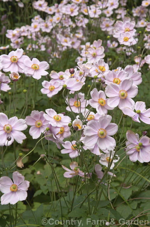 Japanese Anemone (<i>Anemone scabiosa [syns. Anemone hupehensis var. japonica, Anemone x hybrida, Anemone japonica]), an autumn-flowering perennial native to Japan and China. Order: Ranunculales, Family: Ranunculaceae