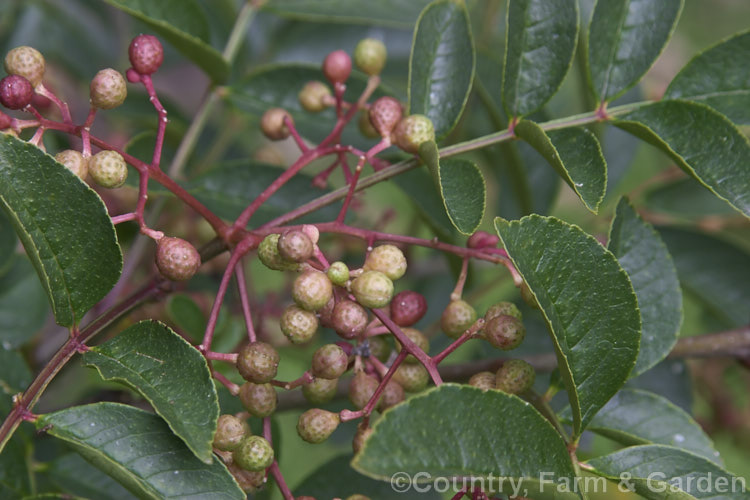 The ripening fruit of Zanthoxylum simulans, a species of Prickly Ash native to China and Taiwan. This widespread tropical and subtropical genus of evergreen and deciduous shrubs and trees is cultivated in gardens and also grown for its spicy, edible seeds, oils and various medicinal extracts. Order: Sapindales, Family: Rutaceae