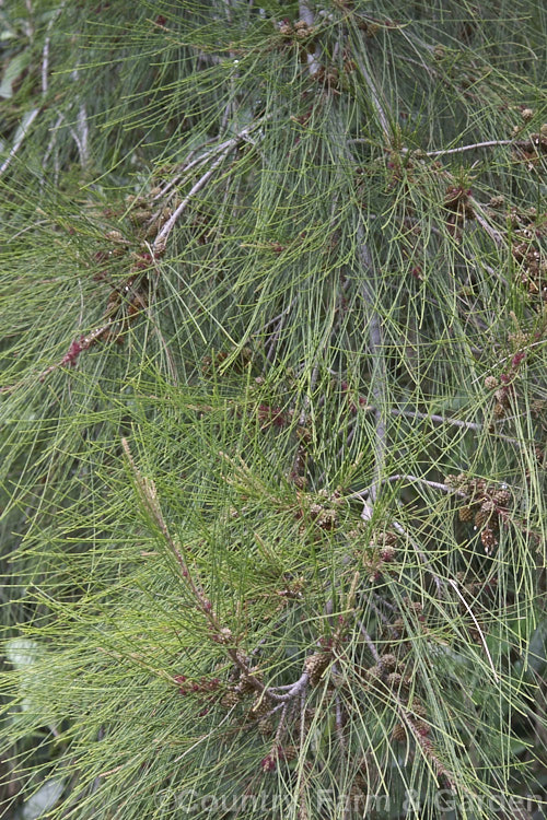 River She-oak or River Oak (<i>Casuarina cunninghamiana</i>) with flowers and near-mature cones. This 20-35m tall tree is native to northern, eastern and southern Australia. Including. Tasmania, extending from the coast to around 150km inland. It is regarded as the tallest of the casuarinas. Note: this species remains in Casuarina and has not been transferred to Allocasuarina. casuarina-2774htm'>Casuarina. <a href='casuarinaceae-plant-family-photoshtml'>Casuarinaceae</a>.