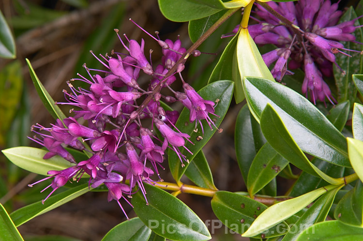 Veronica (syn. Hebe</i>) 'Inspiration', a Hebe speciosa x Veronica diosmifolia hybrid bred in the 1950s at Duncan and Davies Nursery, New Plymouth, NZ. It flowers heavily and develops into a densely foliaged, spreading bush. Order: Lamiales, Family: Plantaginaceae