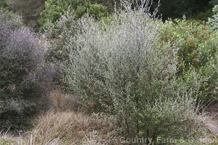 Various forms of Corokia, some with ripening fruit. This New Zealand genus of evergreen shrubs includes just three species but has been developed into many garden cultivars and hybrids. While not spectacular plants, they are tough and adaptable, and are widely used for windbreaks and hedges. Order: Asterales, Family: Argophyllaceae