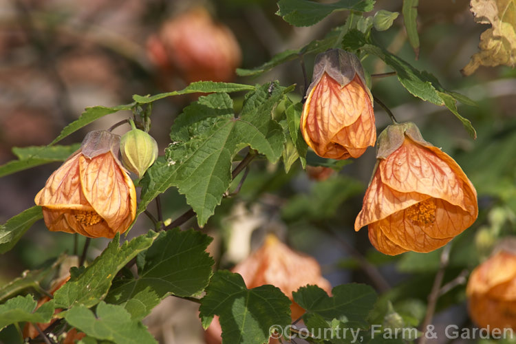 <i>Abutilon x hybridum</i> 'Orange King' (syn 'Eclipse'), one of the many shrubby hybrid abutilons. Formerly known as <i>Abutilon x darwinii</i>, the origins of these hybrids are unclear, though <i>Abutilon pictum</i> is present in their parentage. Most grow to around 2.4m high and wide. Order: Malvales, Family: Malvaceae