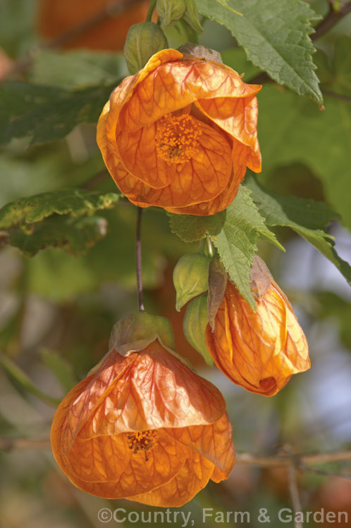 <i>Abutilon x hybridum</i> 'Orange King' (syn 'Eclipse'), one of the many shrubby hybrid abutilons. Formerly known as <i>Abutilon x darwinii</i>, the origins of these hybrids are unclear, though <i>Abutilon pictum</i> is present in their parentage. Most grow to around 2.4m high and wide. Order: Malvales, Family: Malvaceae