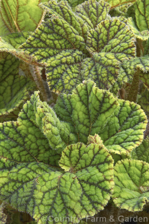 Begonia 'Bokit', a fancy foliage hybrid ('Bowtique' x 'Tiger. Kitten') of Begonia bowerae introduced in 1975 by Woodriff and Leslie. The leaves are very hairy, with interestingly marked upper surfaces and red-veined undersides. Order: Cucurbitales, Family: Begoniaceae