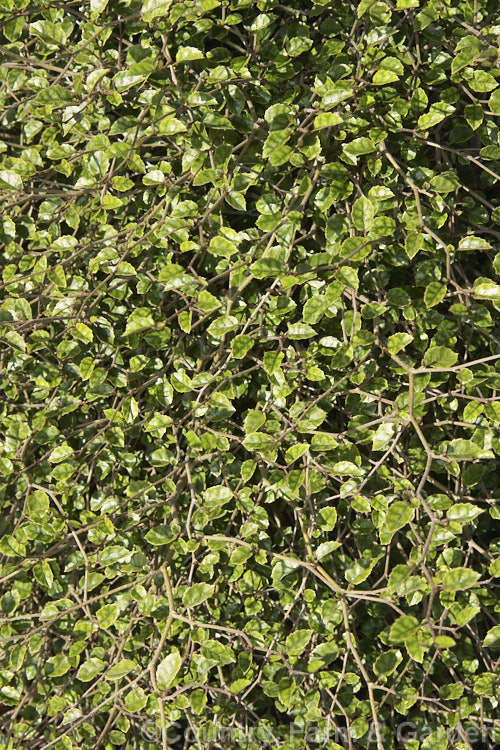 Marbleleaf of Putaputaweta (<i>Carpodetus serratus</i>), an evergreen tree up to 9m tall, native to New Zealand It maintains for several years a shrubby, juvenile habit as shown here. The name. Marbleleaf comes from the interestingly marked foliage. Adult trees produce panicles of tiny white flowers. carpodetus-2653htm'>Carpodetus. <a href='rousseaceae-plant-family-photoshtml'>Rousseaceae</a>.