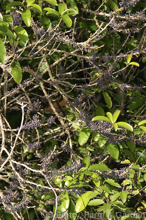 Mahoe or Whiteywood (<i>Melicytus ramiflorus</i>) with fruit. This New Zealand native evergreen shrub or small tree grows to around 6m tall and often bears masses of small purple fruit on stems that lose most of their foliage. melicytus-3139htm'>Melicytus. <a href='violaceae-plant-family-photoshtml'>Violaceae</a>.